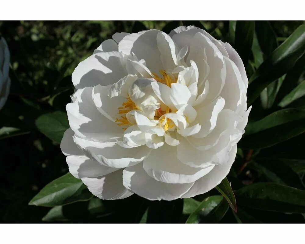 Gardenia пион фото Пион молочноцветковый 'Gardenia' по цене от 1300 купить почтовой доставкой сажен