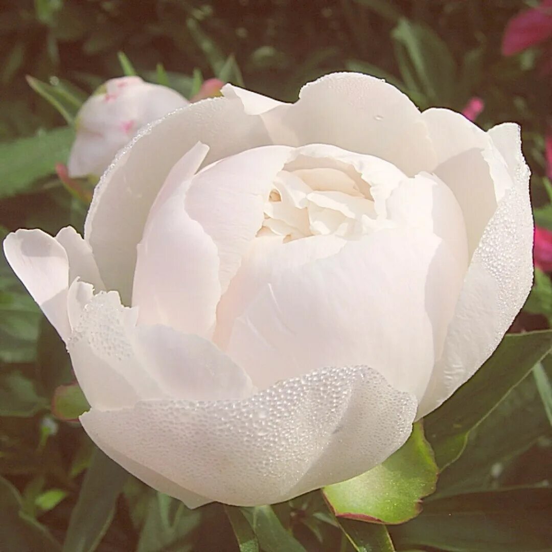 Gardenia пион фото Пион Гардения