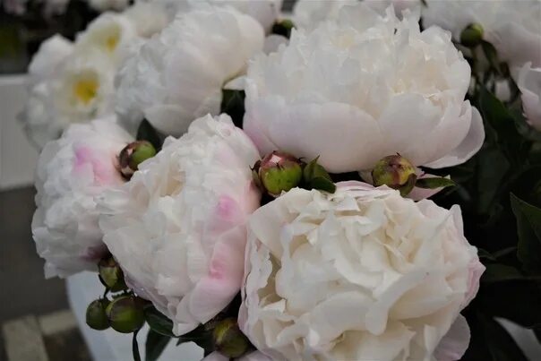 Gardenia пион фото ПИОН ГАРДЕНИЯ кол-во почек 2/3 n кол-во в упак 1 шт цена 535 руб GARDENIA МАХРОВ