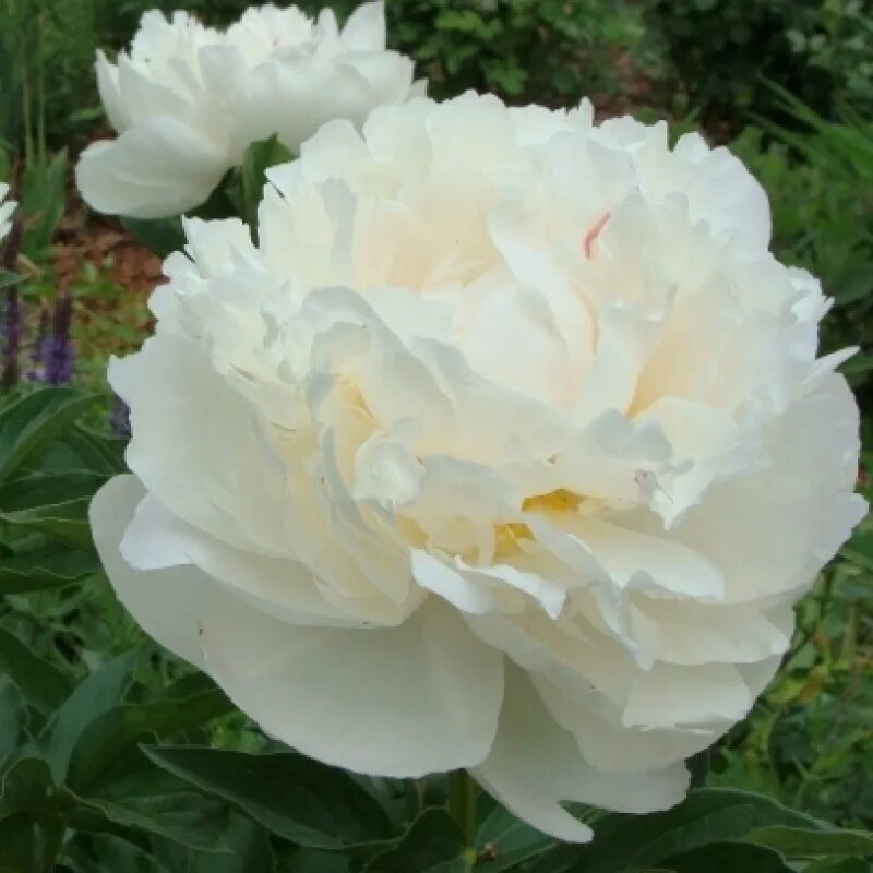 Gardenia пион фото Пион Гардениа (Gardenia) по цене 49.05 руб. - купить саженец с доставкой по Бела