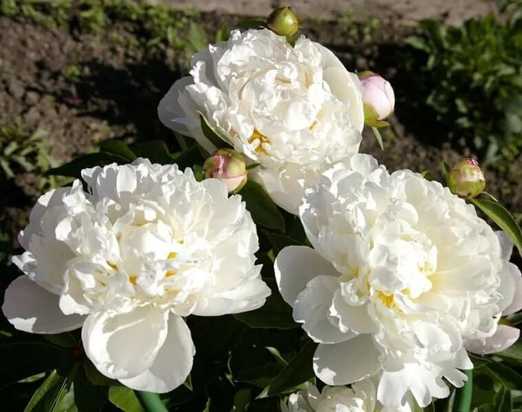 Gardenia пион фото Пион Гардения (травянистый) - описание, фото, купить луковицы весенних цветов