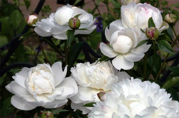 Gardenia пион фото Pin by Dakota Dear on Garden Flowers, Peonies, Summer garden