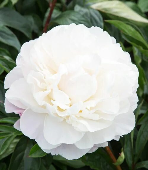 Gardenia пион фото Piwonia (Paeony) Gardenia 1 szt. CEBULE I KŁĄCZA WIOSENNE \ Piwonia (Paeonia) \ 