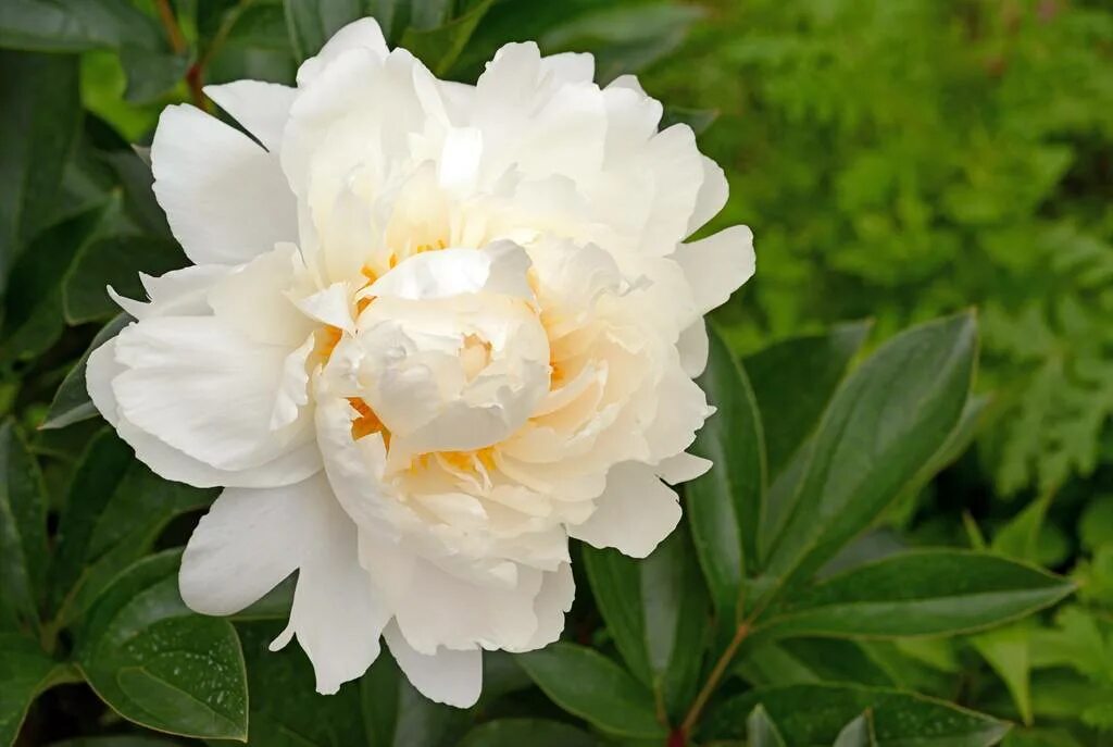 Gardenia пион фото Гардения пион фото - Arhids.ru