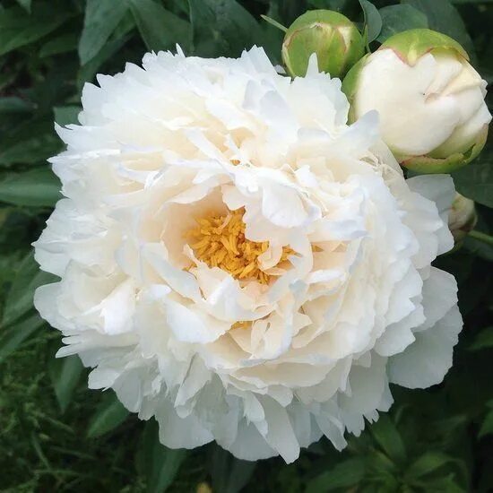 Gardenia пион фото Пион Гардения 1 шт - купить саженцы в питомнике "КСП" с доставкой по России