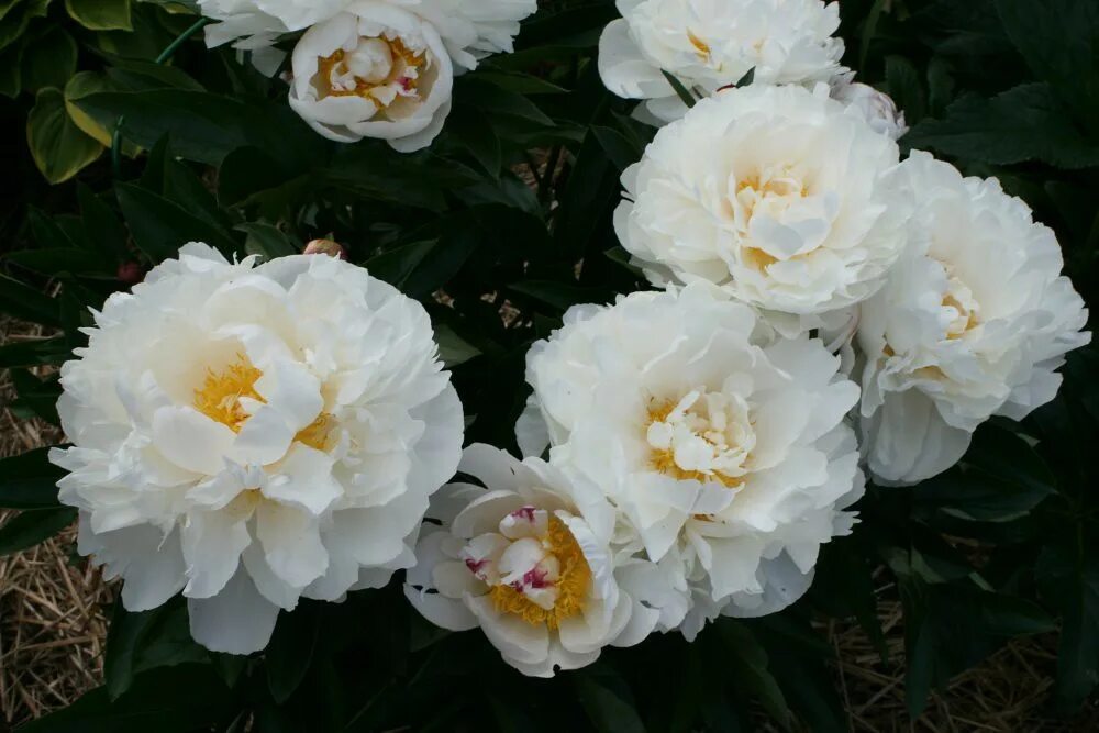 Gardenia пион фото Peony "Gardenia" Pia`s Garden Flickr