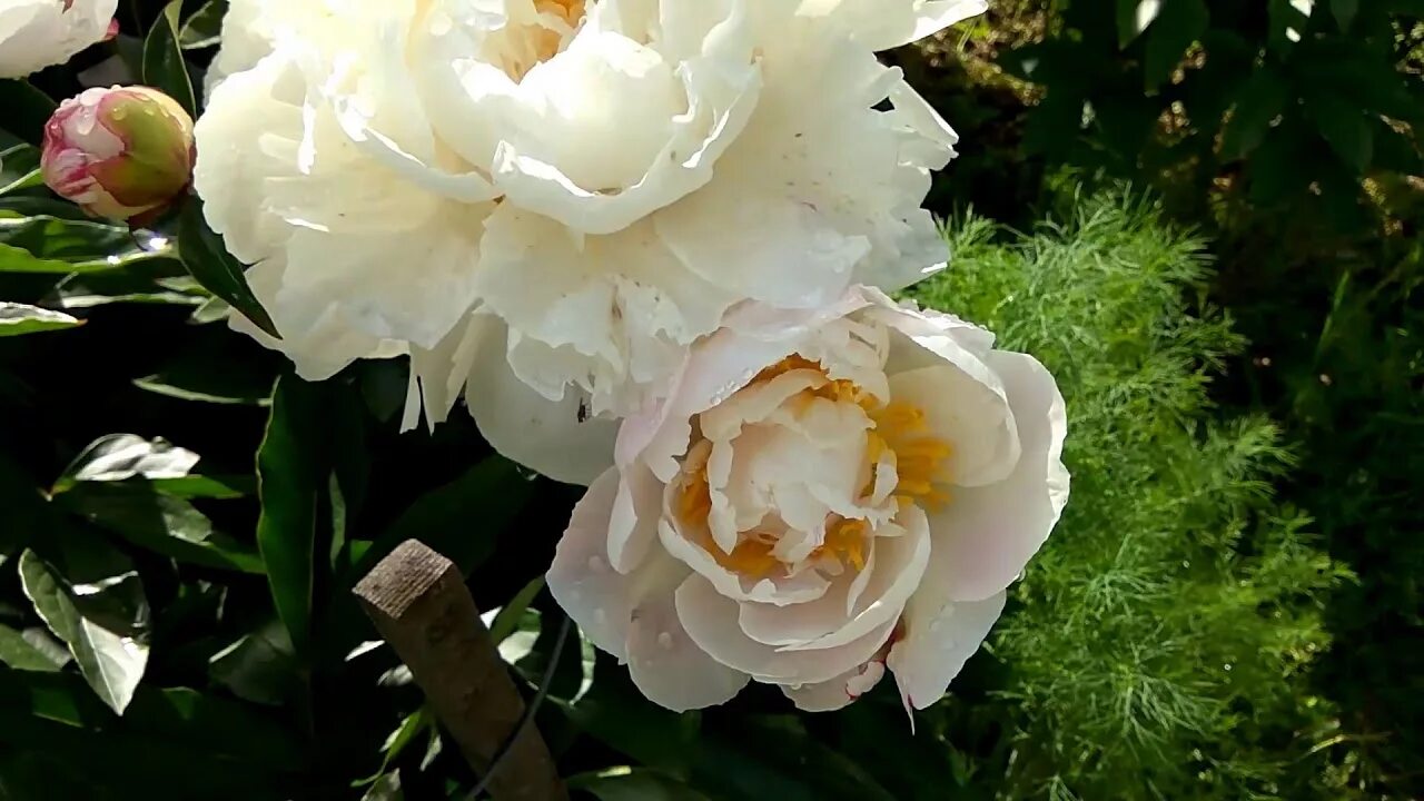 Gardenia пион фото Пион Гардения (Gardenia): купить саженцы в Москве с доставкой почтой по России