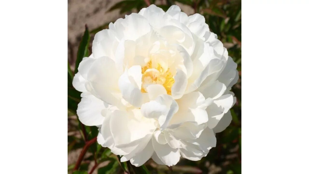 Gardenia пион фото Пион Гардения