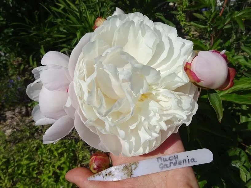 Gardenia пион фото ᐅ Пион "Гардения" (Paeonia "Gardenia") купить по цене производителя ✓ доставкой 