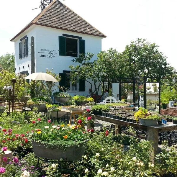 Gardenia shevardnadze тбилиси квартал лоткини фото georgia tbilisi