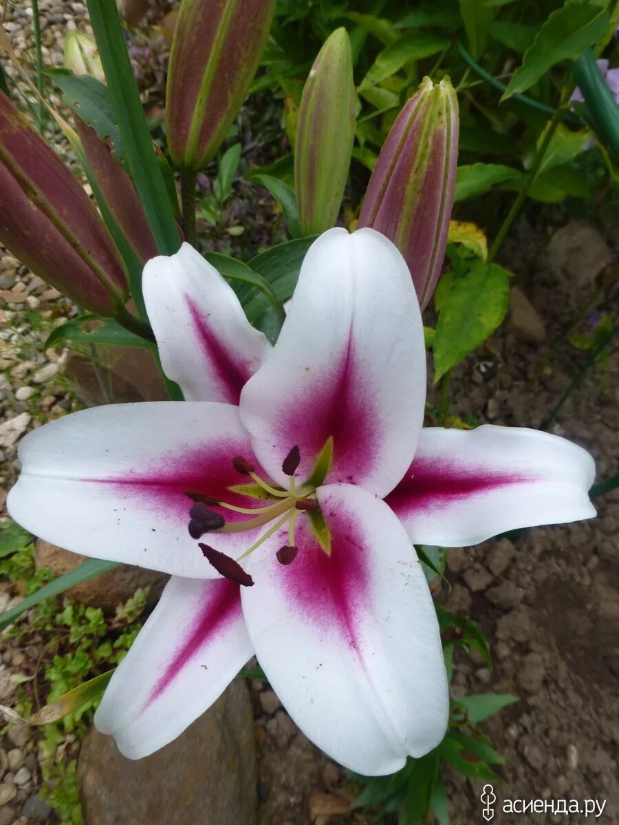Gaucho лилия фото Лилии, снова про них...: Группа Клумбы и цветники