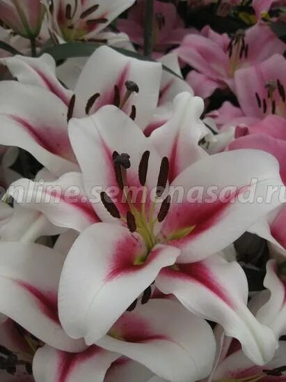 Gaucho лилия фото Лилия ОТ-гибрид Олимпик Торч. Поиск