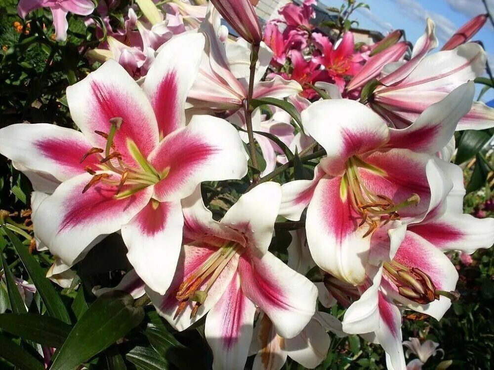 Gaucho лилия фото Луковицы Лилии садовита купить по выгодной цене в интернет-магазине OZON (146537