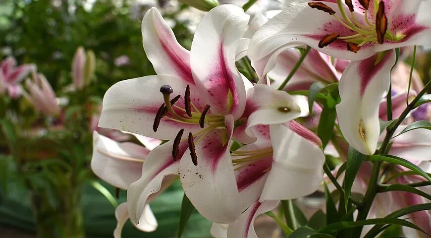 Gaucho лилия фото ОТ-гибриды лилий, или ориенпеты: 17 самых красивых сортов лилий с крупными цвета