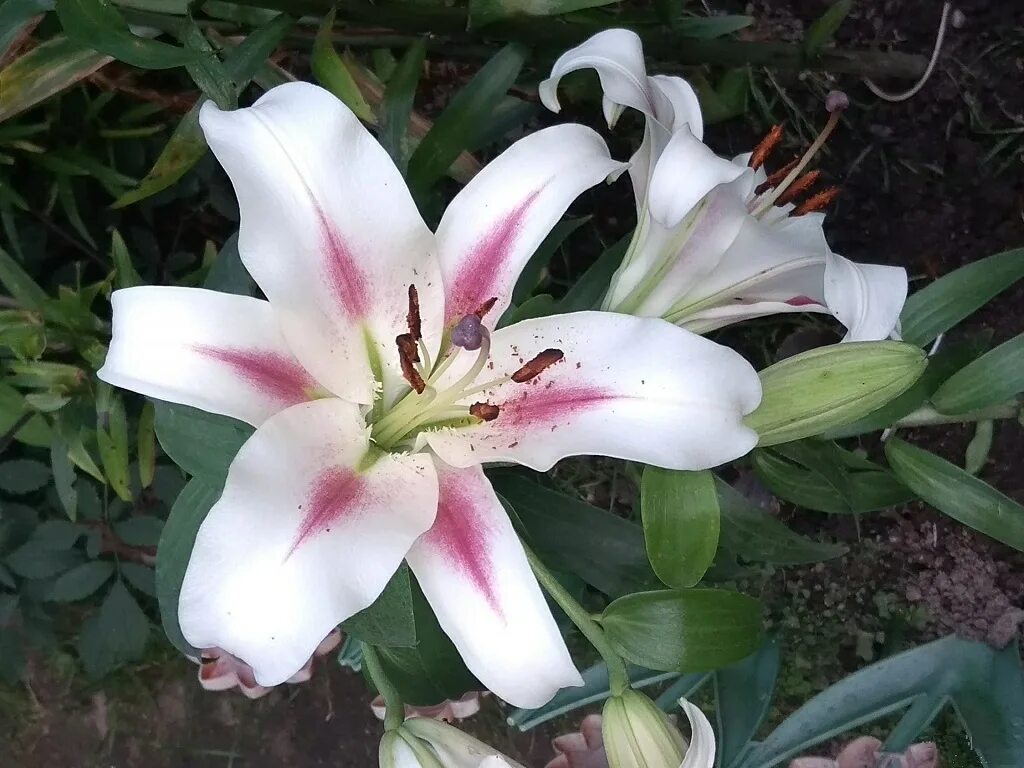 Gaucho лилия фото Лучшие сорта лилий - подборка фото