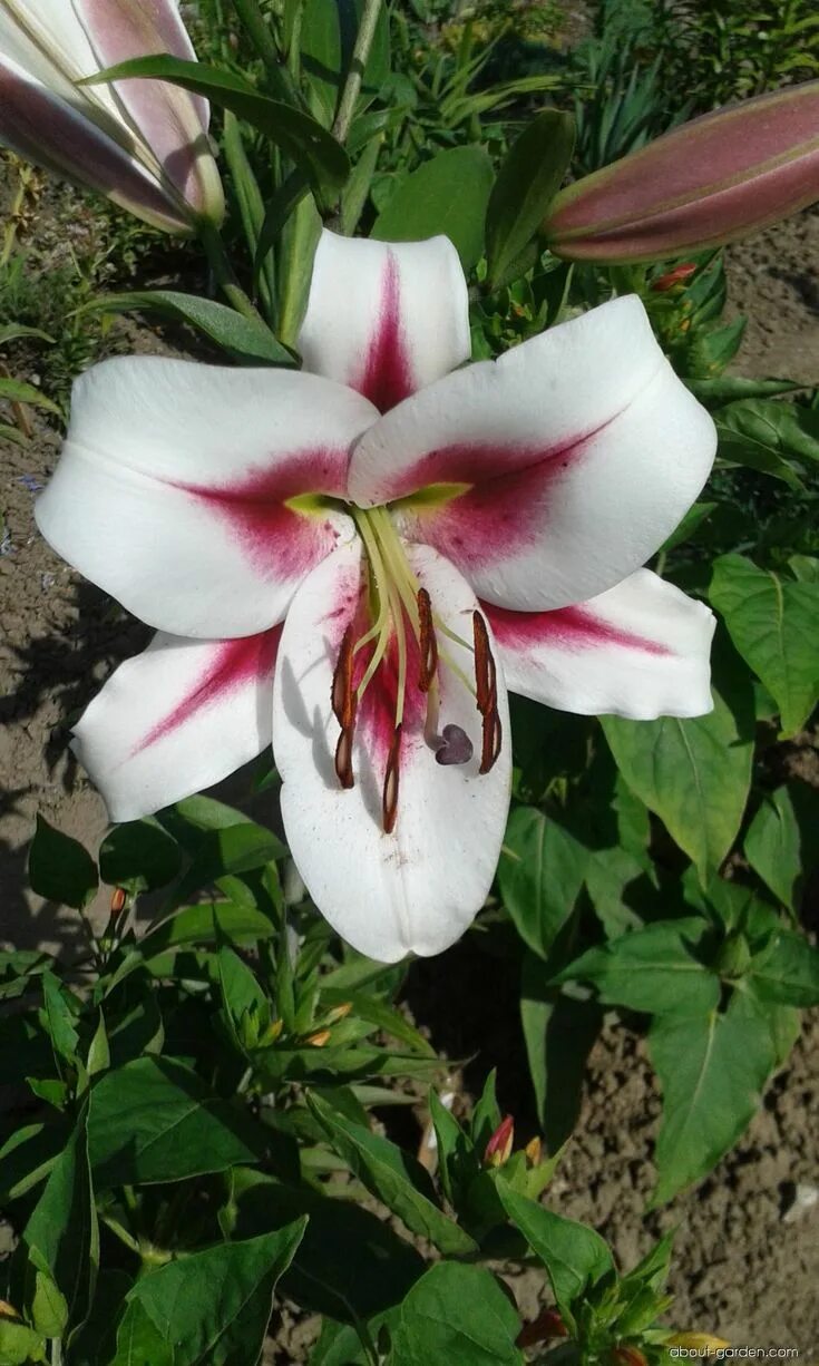 Gaucho лилия фото Plant: Lilium x hybridum Gaucho * Lily - #OT Hybrids - bulb, alternate leaves, l