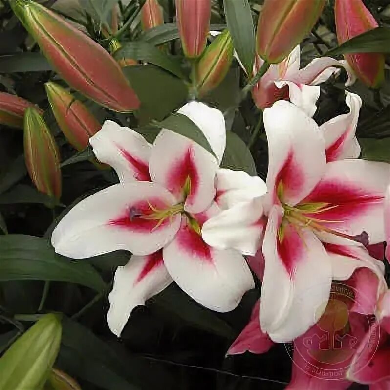 Gaucho лилия фото Лилия Гаучо (Lilium Gaucho) купить луковицы в Москве по низкой цене, доставка по