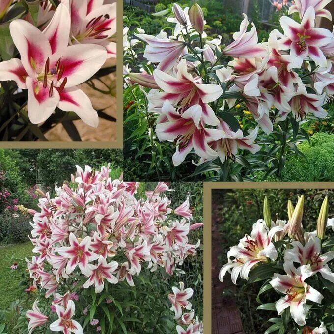 Gaucho лилия фото Лилия-дерево GAUCHO Гибридные лилии-деревья размер луковиц XL-2XXL. Декоративноц