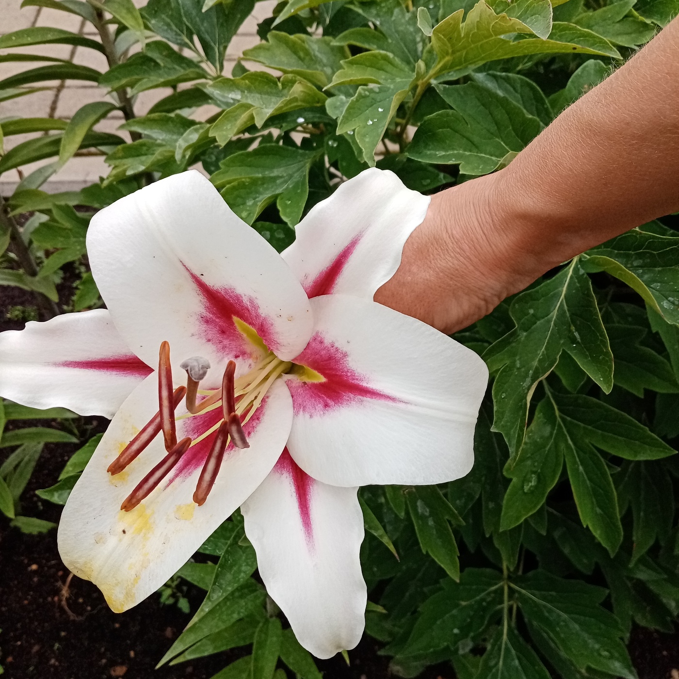 Gaucho лилия фото Лилия ОТ-гибрид Гаучо (2 шт.) из каталога Лилии - купить с доставкой по Москве и