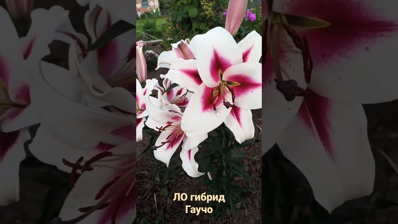 Gaucho лилия фото Лилия ЛО гибрид Гаучо - YouTube