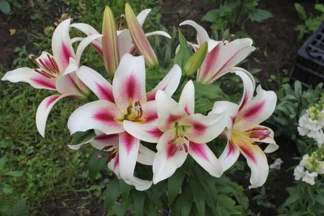 Gaucho лилия фото pic.tvoysad.ru - Nymph О Т