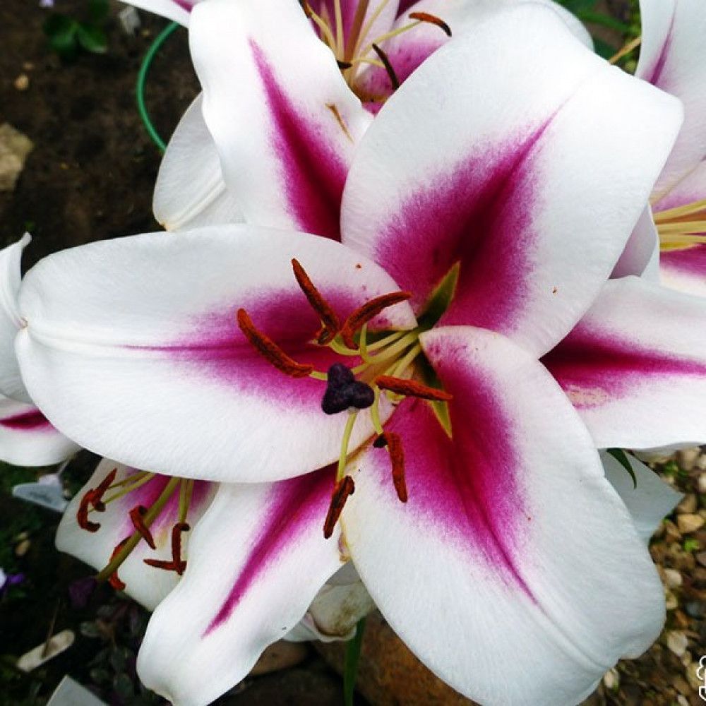 Gaucho лилия фото Луковицы Лилии Садовые Растения купить по выгодной цене в интернет-магазине OZON