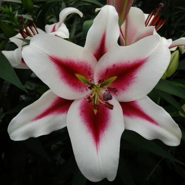 Gaucho лилия фото Лилия ОТ-гибрид Гаучо - купить с доставкой по выгодным ценам в интернет-магазине