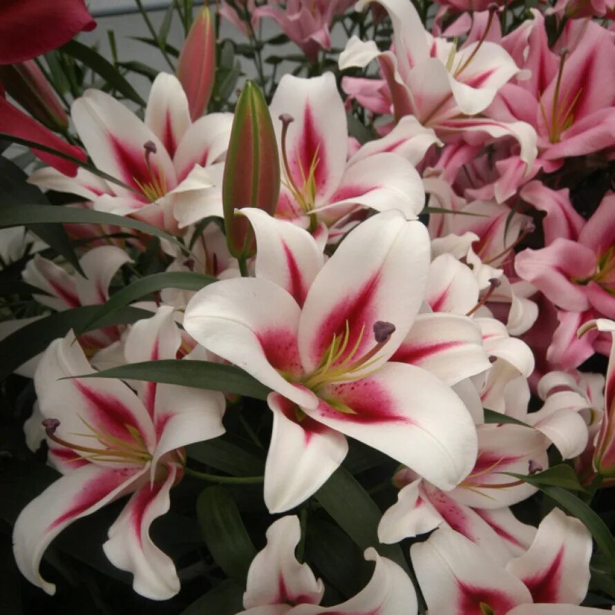 Gaucho лилия фото Лилия Gaucho (Гаучо) (1 луковица) купить в Садовом Дворике с доставкой по России