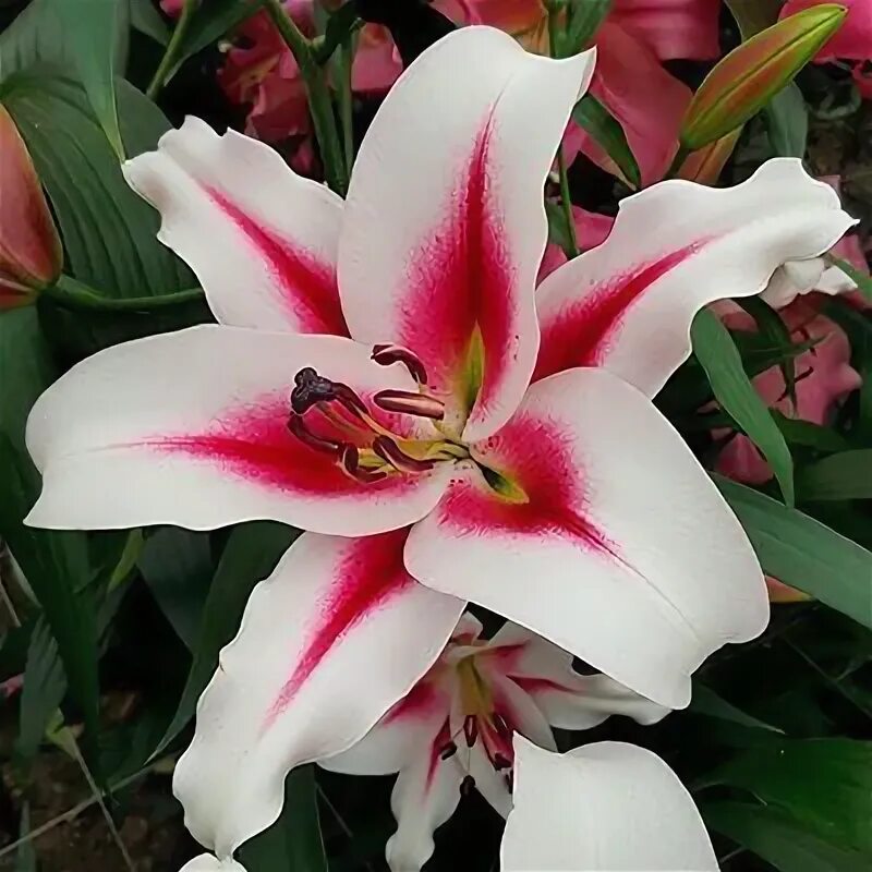 Gaucho лилия фото Луковицы Лилии Цветояр купить по выгодной цене в интернет-магазине OZON (1431938