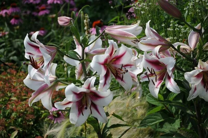 Gaucho лилия фото Купить Лилия Гаучо ОТ-гибриды - отзывы, доставка по России. Отличное качество.