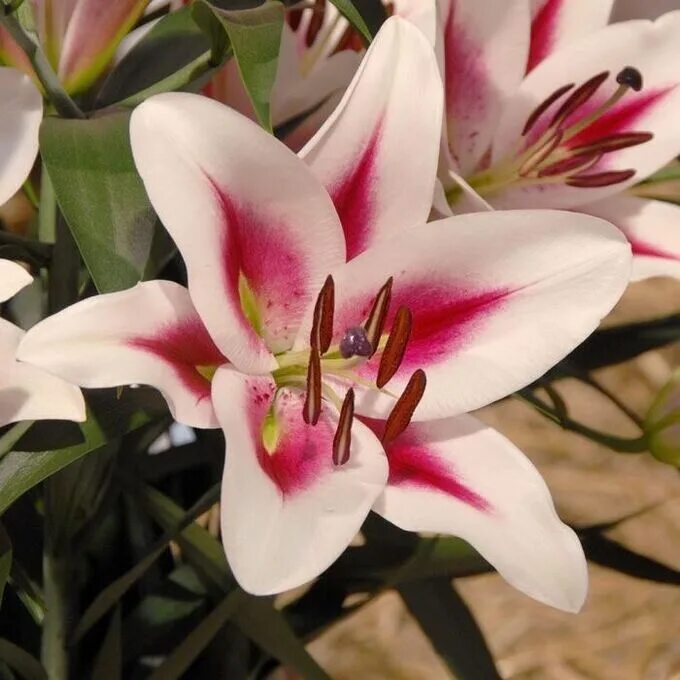 Gaucho лилия фото Лилия Гаучо, 14/16, ОТ Лилии LA-,LО-,ОТ-гибриды. Декоративноцветущие луковицы, р