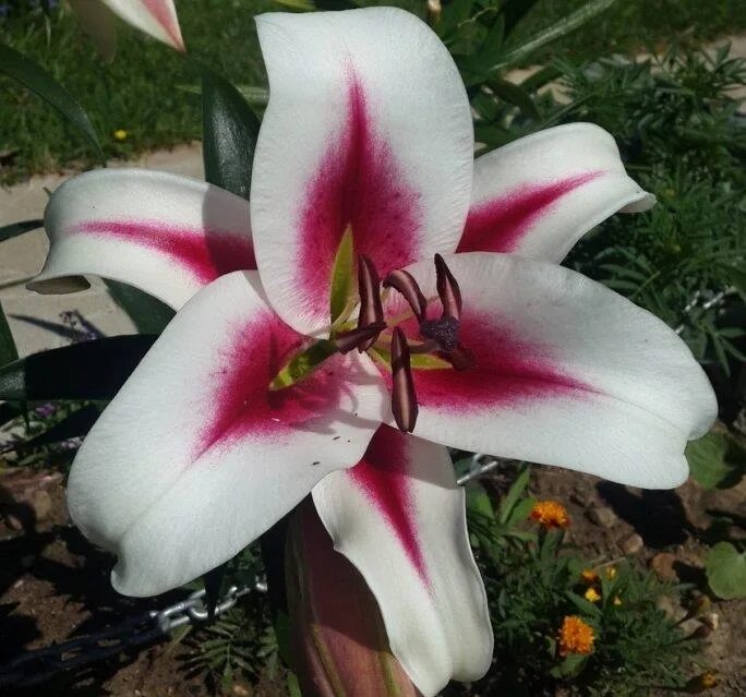 Gaucho лилия фото Лилия Гаучо