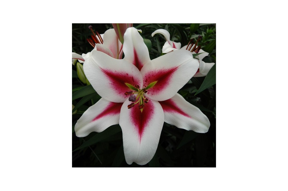 Gaucho лилия фото Лилия гаучо фото - Азимут Тур