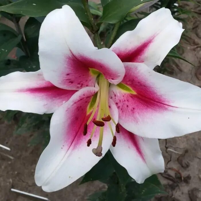 Gaucho лилия фото Лилия Суцинто ОТ-гибрид 2 шт/уп купить за 250 р. в садовом центре АСТ Медовое