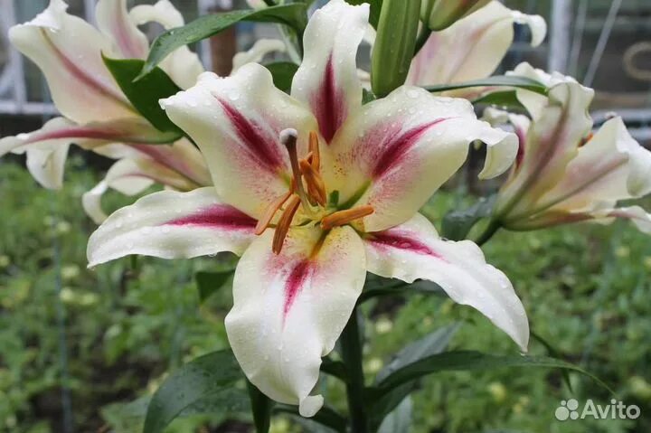 Gaucho лилия фото Лилия Нимфа, еще 200 сортов почтой (луковицы) купить в Красноярске Товары для до