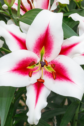 Gaucho лилия фото Лилия Гаучо (В упаковке 3 шт.). Садовита