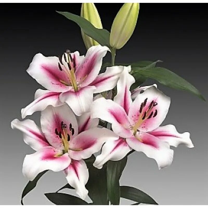 Gaucho лилия фото Лилия От-гибрид Суцинто - купить луковицы в интернет-магазине Лафа с доставкой п