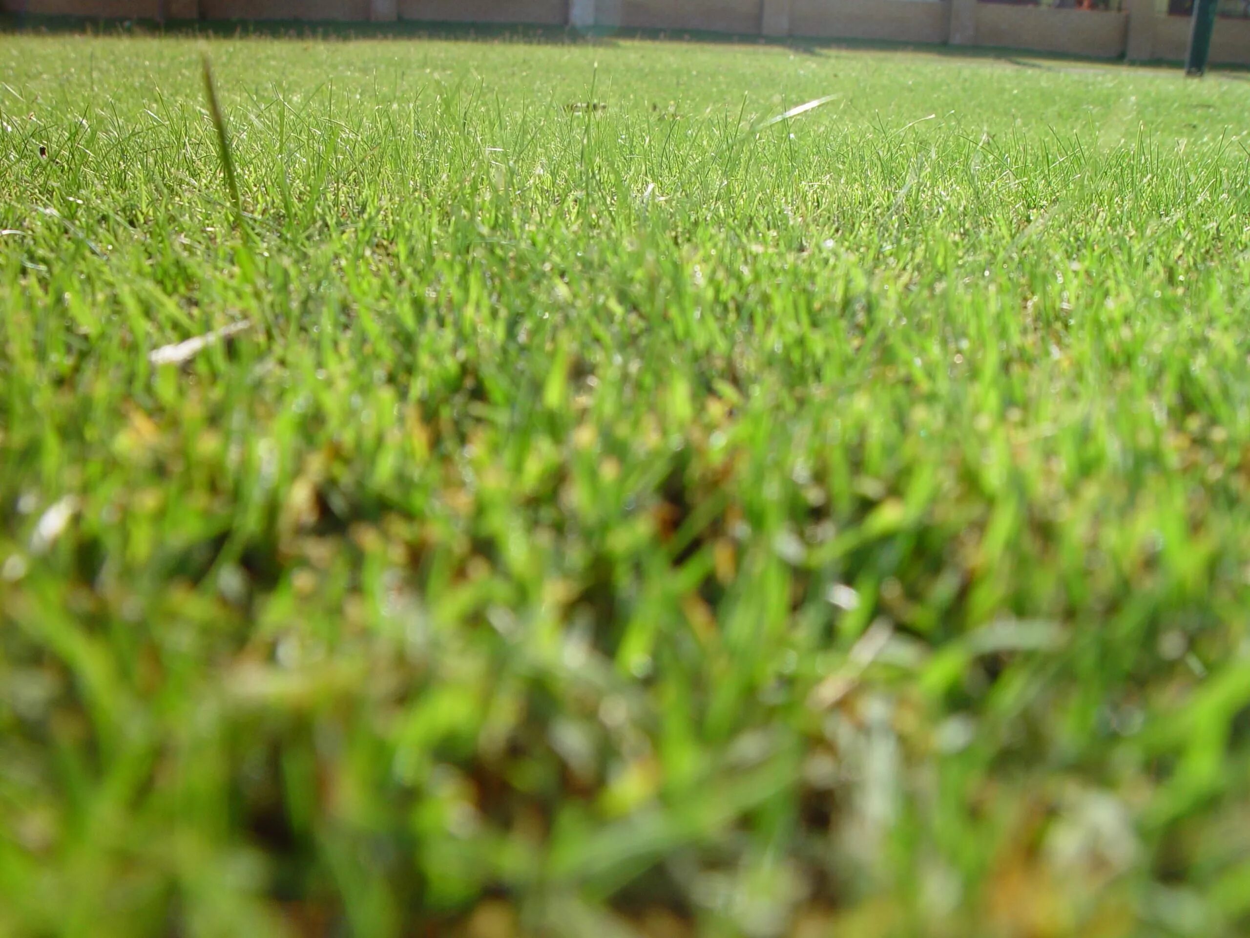 Gazon восточная ул 3а фото File:Mown lawn insects eye view.jpg - Wikimedia Commons