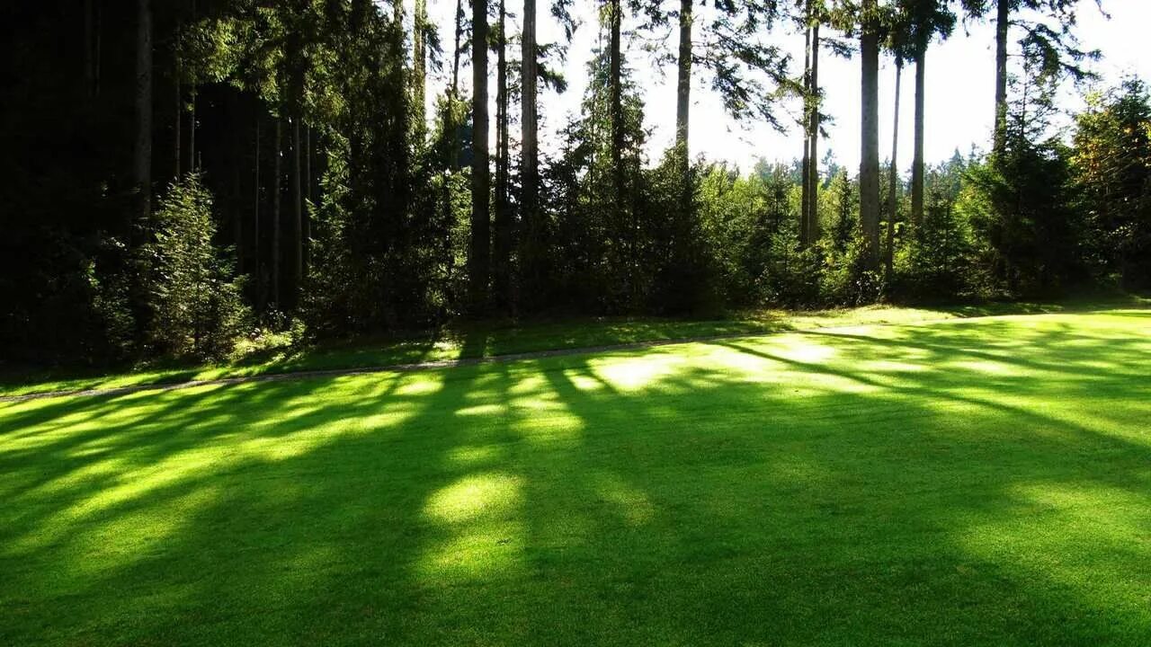 Gazon восточная ул 3а фото Постер на экокоже 33x50 LinxOne "Природа, пейзаж, натура, флора 89 i" интерьерна