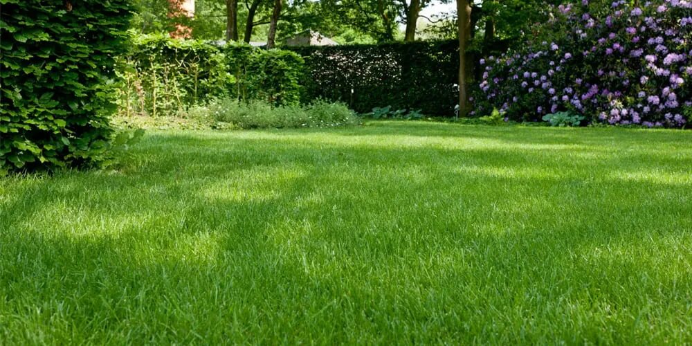 Gazon восточная ул 3а фото Лучшие виды газонных трав, выбор травосмеси для газона