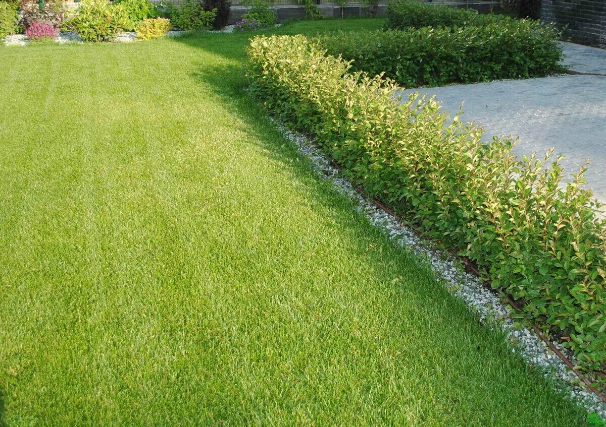 Gazon восточная ул 3а фото Как посадить двухрядную живую изгородь, правильно выбрав растения? Все о заборах