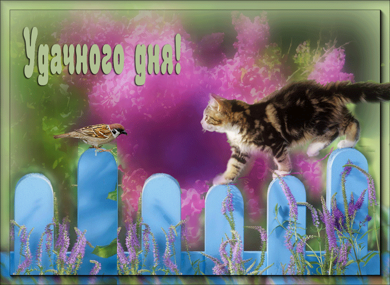 Gif картинка хорошего дня 100-дневка без алкоголя архив - Сухой закон 23: Березовый сок. Страница 256 Фору