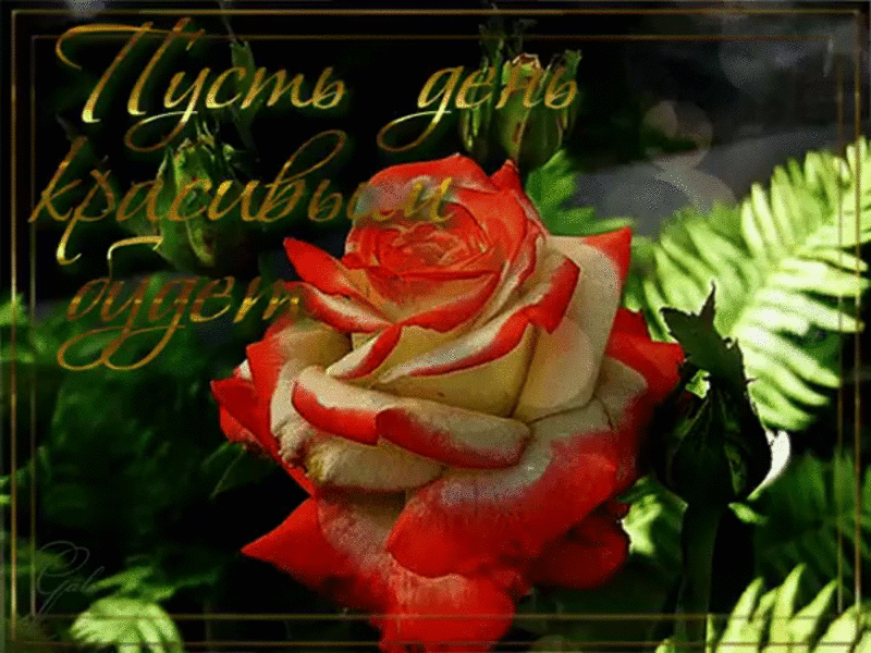 Gif картинка хорошего доброго дня Красивые мерцающие картинки прекрасного дня: найдено 78 изображений