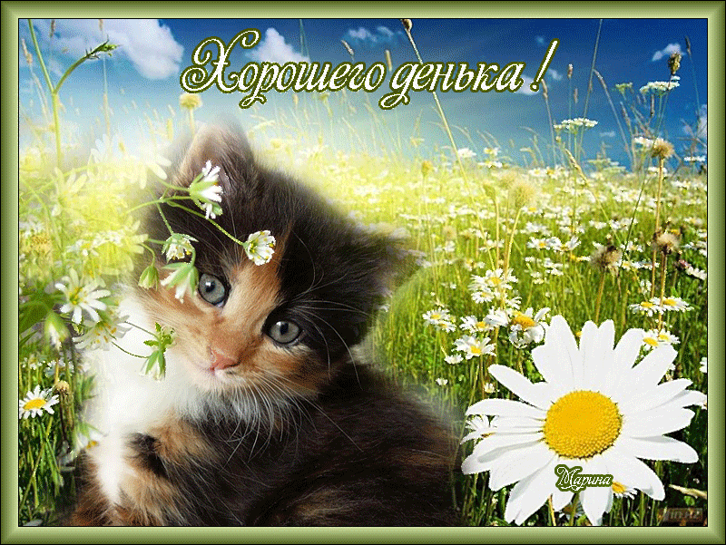 Gif картинка хорошего доброго дня Кошачий мир и не только, для вас - 27