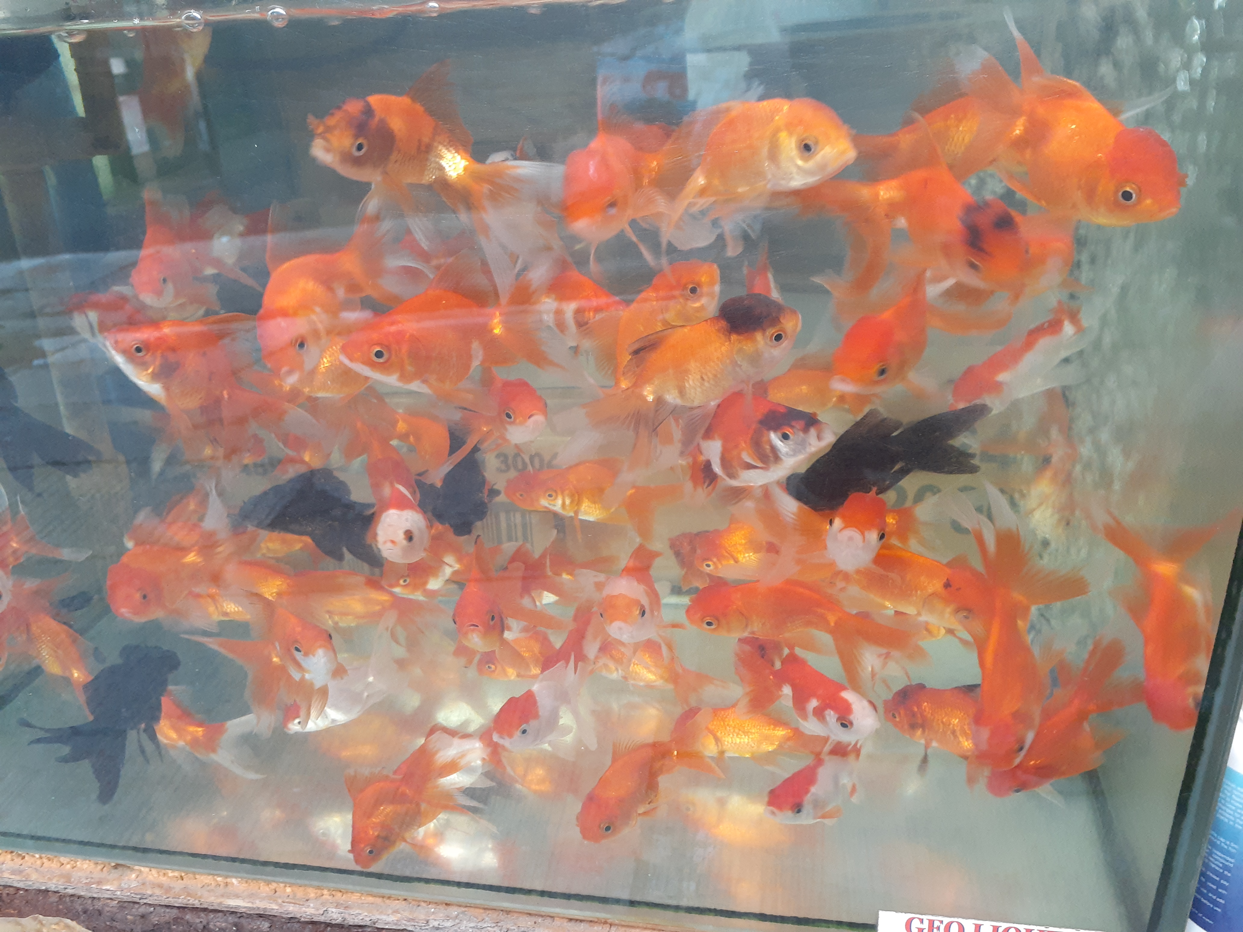 Goldfish пушкинское ш 4а фото File:HK Central 威 靈 頓 街 Wellington Street Peel Street sidewalk stall golden fish