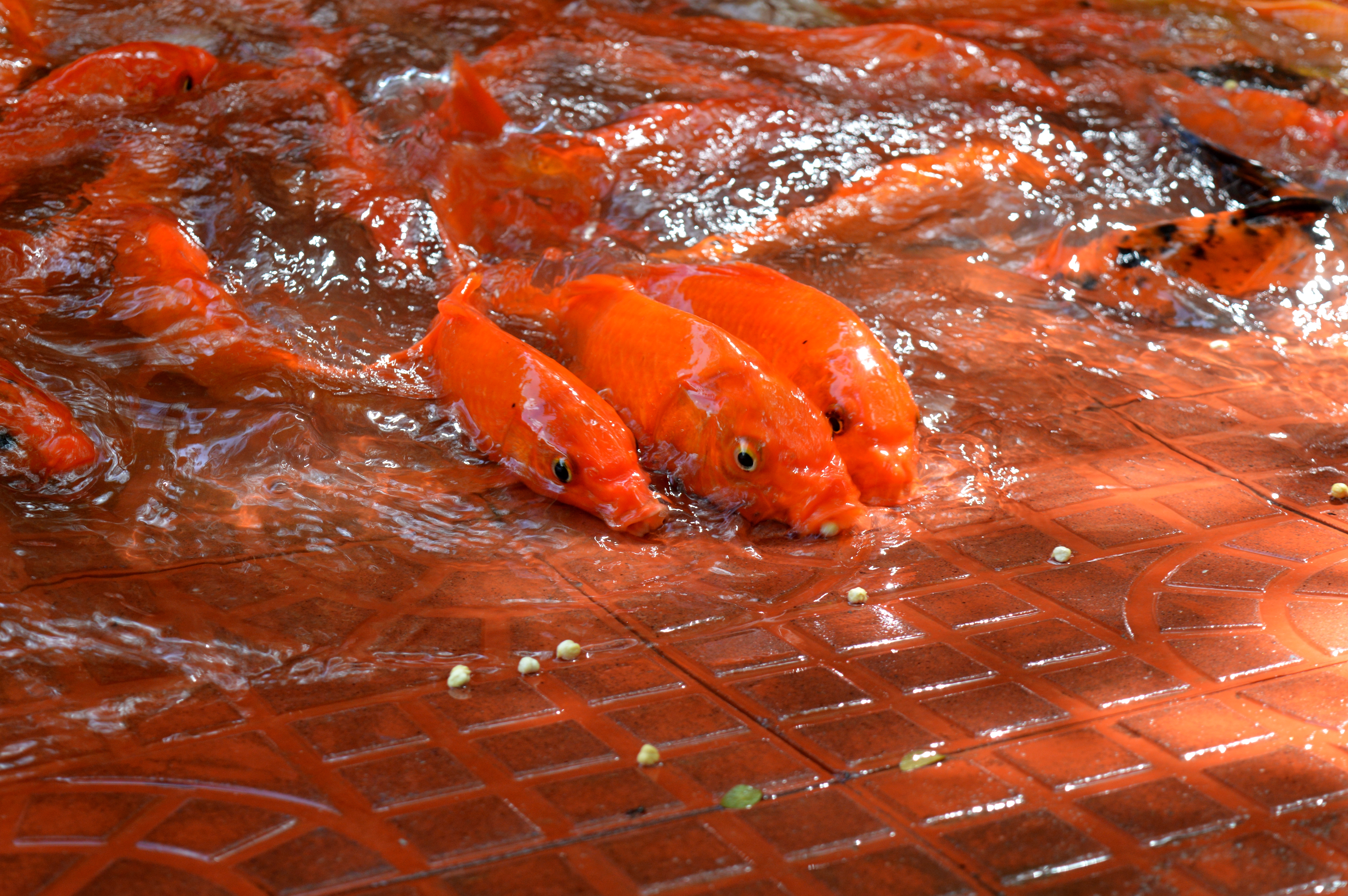 Goldfish пушкинское ш 4а фото File:Golden Fishes.jpg - Wikimedia Commons