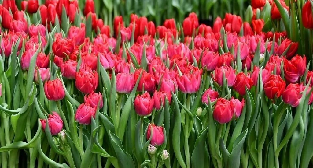 Gomera тюльпан фото Луковицы тюльпана First price (5шт.) - купить в интернет-магазине по низкой цене