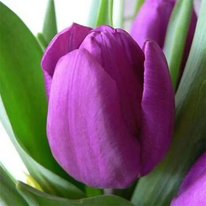 Gomera тюльпан фото Купить Тюльпан Пэпл Пуриссима в Москве и РФ. Описание сорта. Пункты самовывоза. 