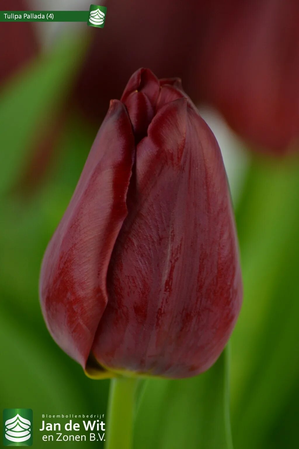 Gomera тюльпан фото Photo studio shoot of Tulips Фото Jan de Wit en Zonen B.V.