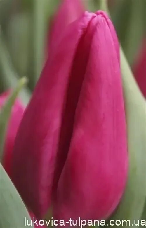 Gomera тюльпан фото Panama - Луковица тюльпана